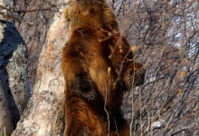 Photo of Медведь и маркирование местности