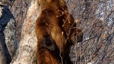 Photo of Медведь и маркирование местности